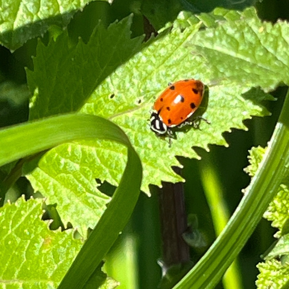 Meet your Posher, Leila